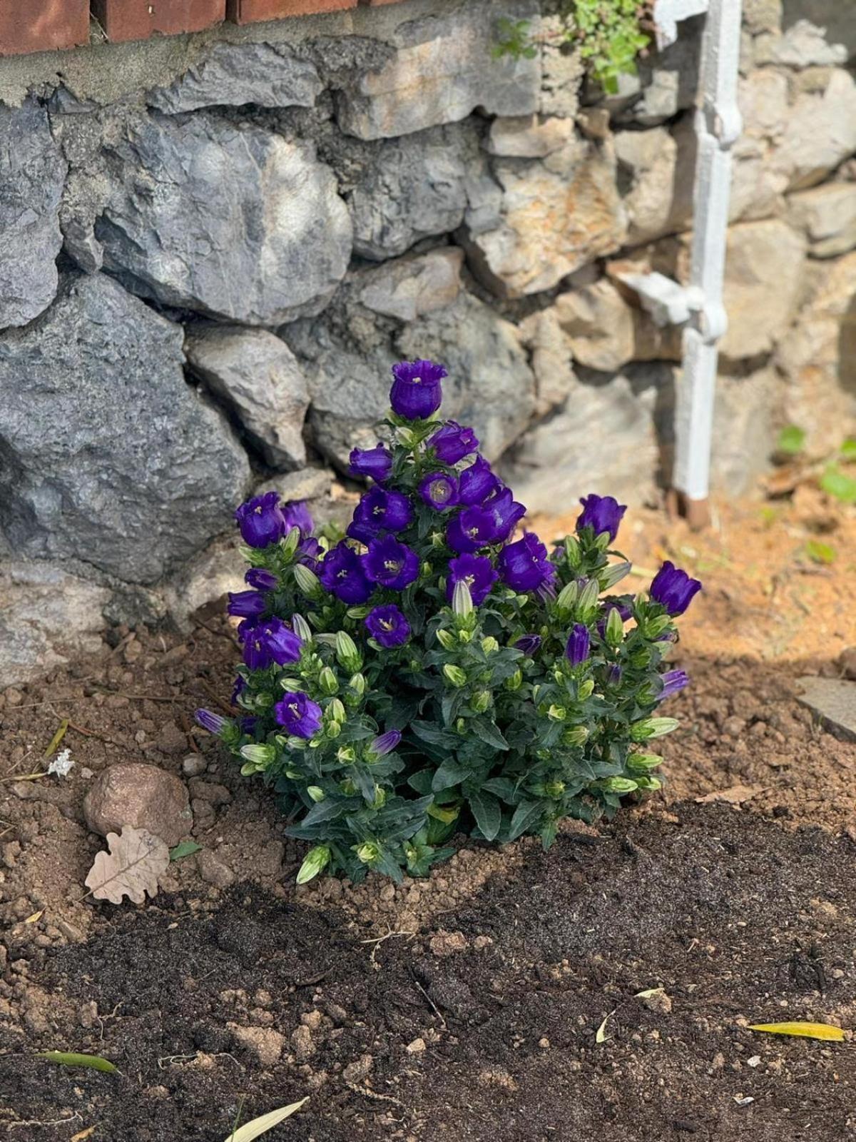 הוילה סאבונה Bellavista מראה חיצוני תמונה